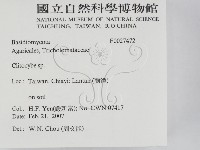 杯傘屬藏品圖，第2張