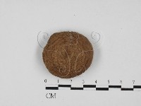 杯傘屬藏品圖，第1張