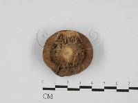 杯傘屬藏品圖，第3張