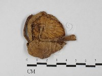 登錄號:F0027474藏品圖，第1張