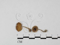 登錄號:F0027478藏品圖，第1張