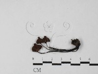 登錄號:F0027479藏品圖，第1張