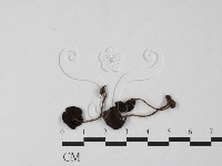 登錄號:F0027481藏品圖，第1張