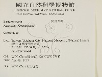 鬼傘屬藏品圖，第2張