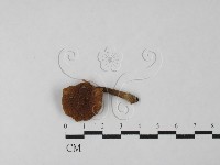 登錄號:F0027484藏品圖，第3張