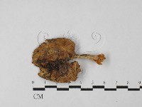 登錄號:F0027485藏品圖，第1張