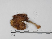 登錄號:F0027485藏品圖，第3張