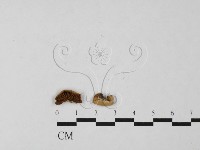 登錄號:F0027486藏品圖，第1張