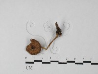 登錄號:F0027487藏品圖，第1張