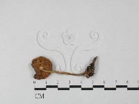 登錄號:F0027487藏品圖，第3張