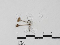 登錄號:F0027490藏品圖，第1張