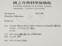 炭角菌屬藏品圖，第2張