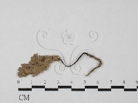 炭角菌屬藏品圖，第3張