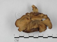 登錄號:F0027493藏品圖，第1張