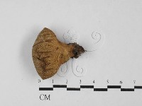 登錄號:F0027498藏品圖，第1張