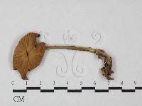 登錄號:F0027499藏品圖，第1張