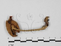 登錄號:F0027499藏品圖，第3張