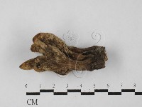 炭角菌屬藏品圖，第1張