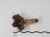 登錄號:F0027504藏品圖，第1張