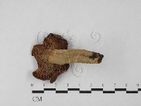 登錄號:F0027504藏品圖，第3張