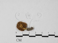 登錄號:F0027509藏品圖，第1張