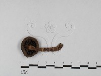 登錄號:F0027510藏品圖，第1張