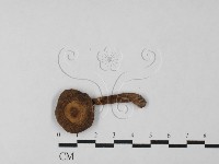 登錄號:F0027510藏品圖，第3張