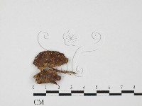 登錄號:F0027514藏品圖，第3張