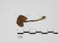 登錄號:F0027515藏品圖，第1張
