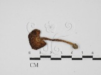 登錄號:F0027515藏品圖，第3張
