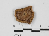 紅菇屬藏品圖，第3張