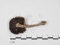 登錄號:F0027518藏品圖，第3張