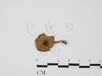 登錄號:F0027519藏品圖，第1張