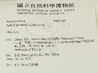 射脈菌屬藏品圖，第2張