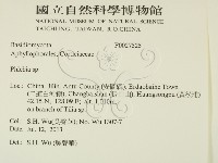 射脈菌屬藏品圖，第2張