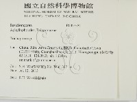 附毛菌屬藏品圖，第2張