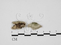 附毛菌屬藏品圖，第1張