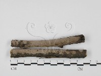 筍殼菌屬藏品圖，第1張