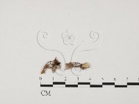 登錄號:F0027544藏品圖，第1張