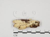 登錄號:F0027545藏品圖，第1張