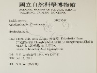 絲齒菌屬藏品圖，第2張