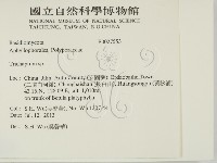 附毛菌屬藏品圖，第2張