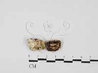 登錄號:F0027554藏品圖，第1張