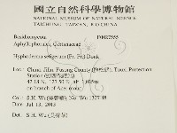 剛毛絲皮菌藏品圖，第2張