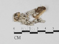 登錄號:F0027558藏品圖，第1張