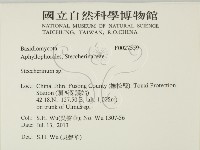 齒耳菌屬藏品圖，第2張