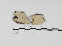 冇骨消絲齒菌藏品圖，第1張