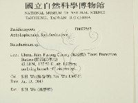 齒耳菌屬藏品圖，第2張