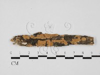 齒耳菌屬藏品圖，第1張