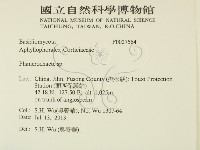 顯絲菌屬藏品圖，第2張